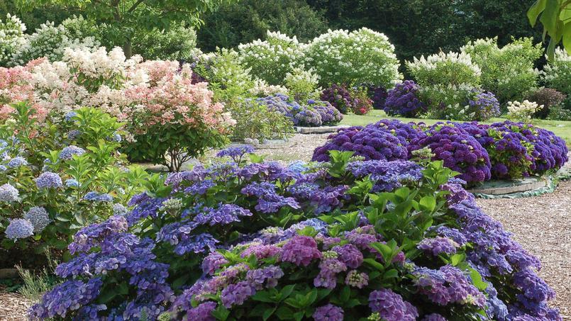 Shoreline Area News In The Garden Now Variety S The Spice Of