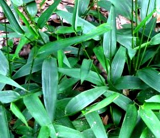Manfaat & Khasiat Tanaman Rumput Bambu  Manfaat & Khasiat Tanaman Rumput Bambu (Lophatherum Gracile Brongn)