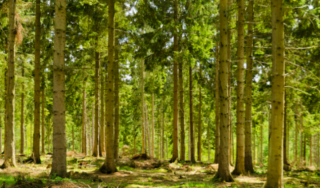 Poem on Forest in Hindi