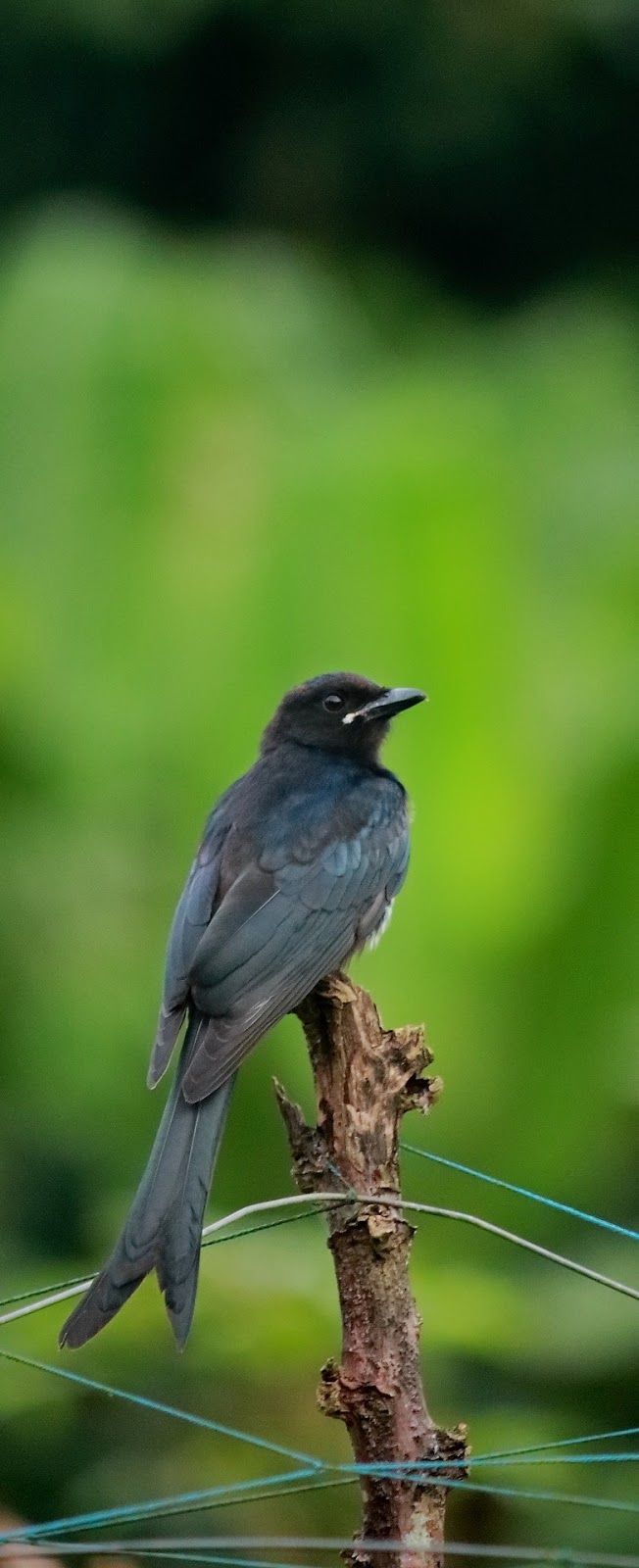 Picture of a ashy drongo bird.