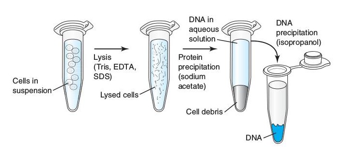 Процесс выделения днк. Выделение ДНК фенол хлороформной экстракции. Выделение ДНК методом сорбции. Этапы выделения ДНК из растений. Метод выделения ДНК.