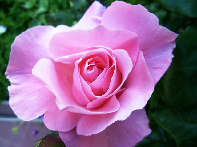 Pic Of Flowers For Dp Pic Of Flowers For Dp
