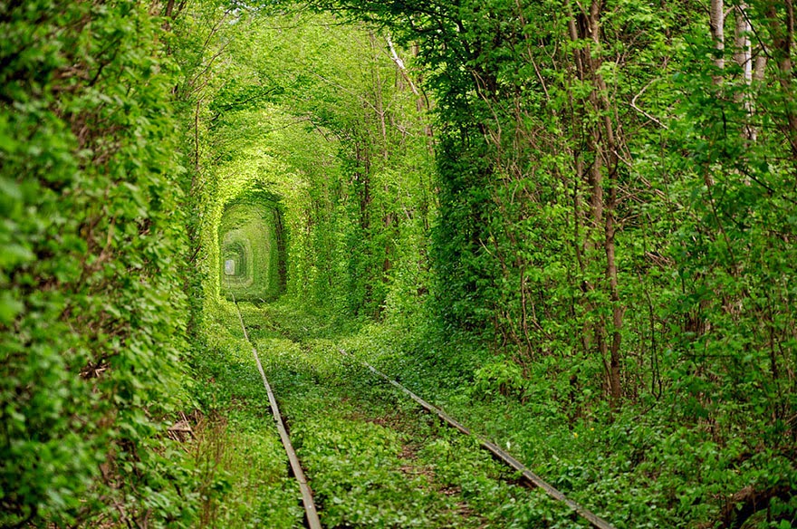 amazing-tree-tunnels-2-1.jpg
