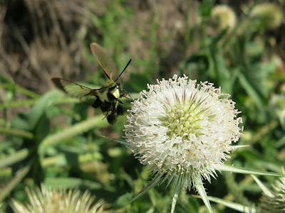 Snowberry Clearwing, Hemaris diffinis, August 19, 2016, 10:50:42 AM