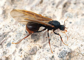 Male Ants