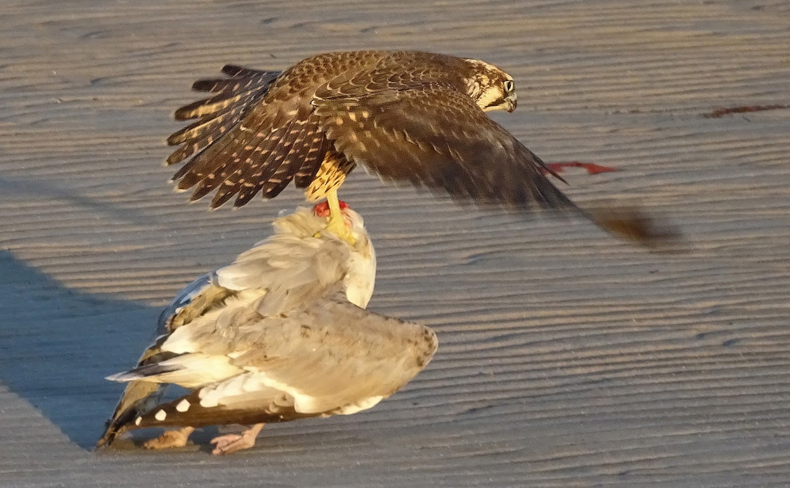 Joe's Retirement Blog Dinnertime For A Peregrine Falcon, Long Beach