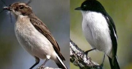Tips Mengetahui Perbedaan Fisik Burung Decu Kembang Jantan Dan