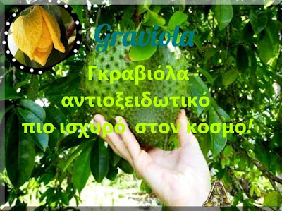 Γκραβιόλα, πιό ισχυρό αντιοξειδωτικό http://prasinizoi.blogspot.gr/p/blog-page_15.html