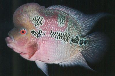 Gambar Ikan Louhan