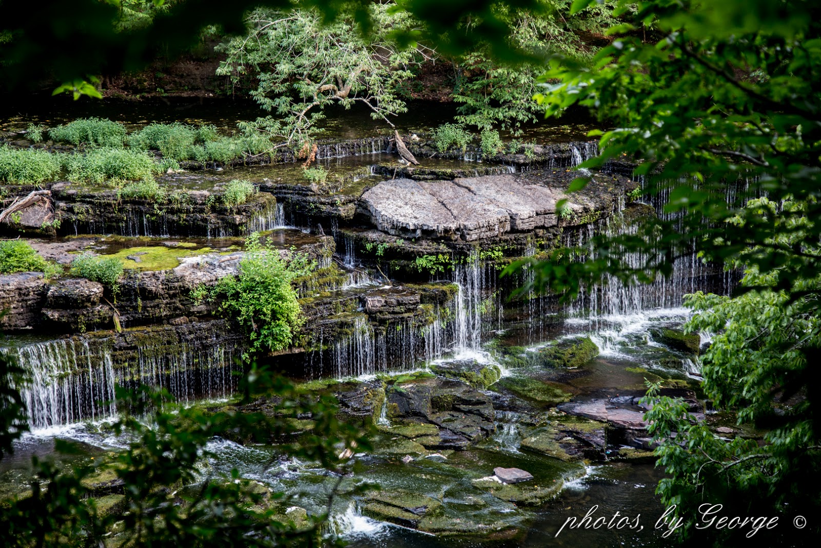 "What's Blooming Now" Old Stone Fort State Archaeological Park in