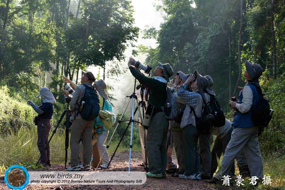 BORNEO BIRDS Borneo Sabah The Best Birdwatching / Birding