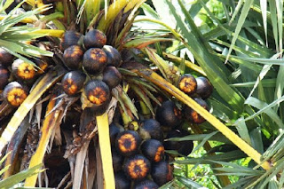 palmyra-palm-fruit.jpg