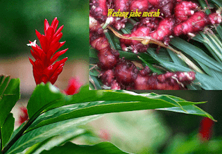 2 Minuman Kesehatan Alami Jahe Merah Karomah 2 Minuman Kesehatan Alami Jahe Merah Karomah