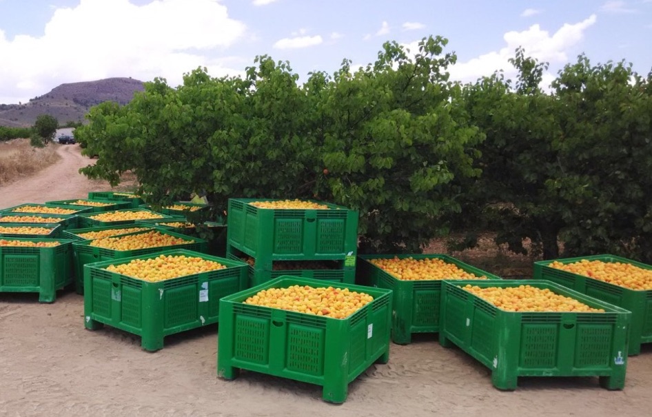 Organic Apricot from Spain Albaricoque Ecológico Español mayo 2012