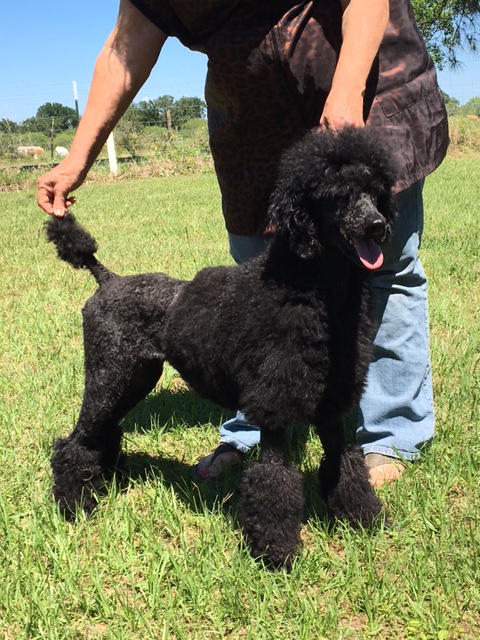 claudia's toy poodles