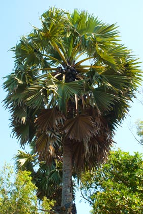 Sehat Itu Indah Manfaat Daun Lontar