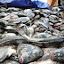 Secretaria de Assistência Social faz entrega de peixes para famílias felipenses