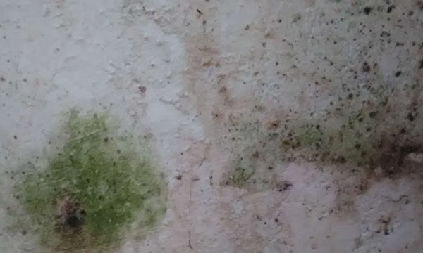 Cara Tepat Mengatasi Dinding yang Merembes Cara Tepat Mengatasi Dinding yang Merembes