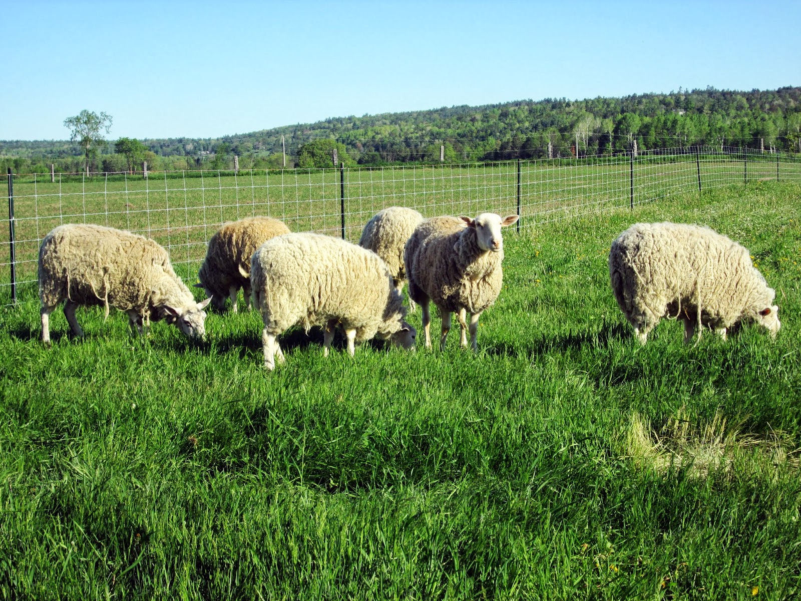 Dwyer's Farmhouse Putting the Sheep to Pasture