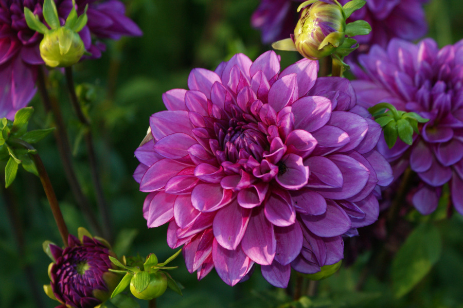 Travels with a Muse Portland and Sauvie Island