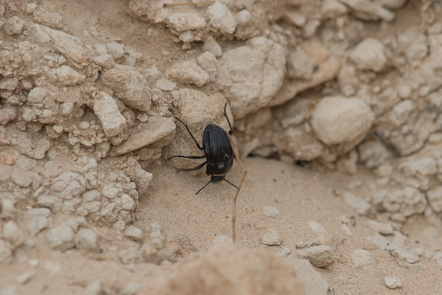 Arabian Darkling Beetle