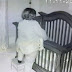 She Left Their Newborn With Grandma, Minutes Later The Camera Captures THIS