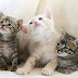 Cute Baby Cats