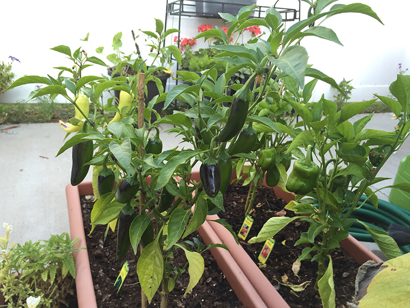 Container Grown Jalapeño Peppers // How to Grow Peppers // www.thejoyblog.net