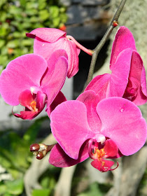 Phalaenopsis pink moth orchid Allan Gardens Conservatory 2014 Spring Flower Show by garden muses-not another Toronto gardening blog
