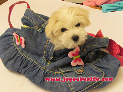 Bolso porta cachorro