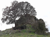 archeolbia durdica bacciu