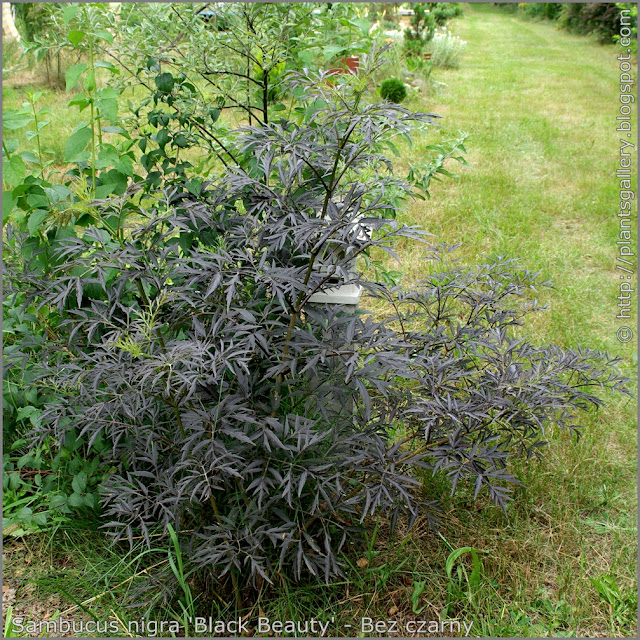 Sambucus nigra 'Black Beauty' habit - Bez czarny ‘Black Beauty’ pokrój