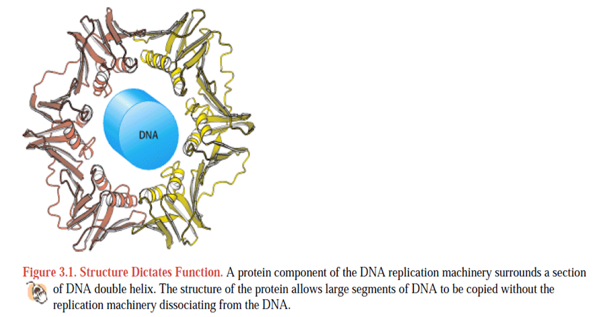 PROTEIN STRUCTURE AND FUNCTION