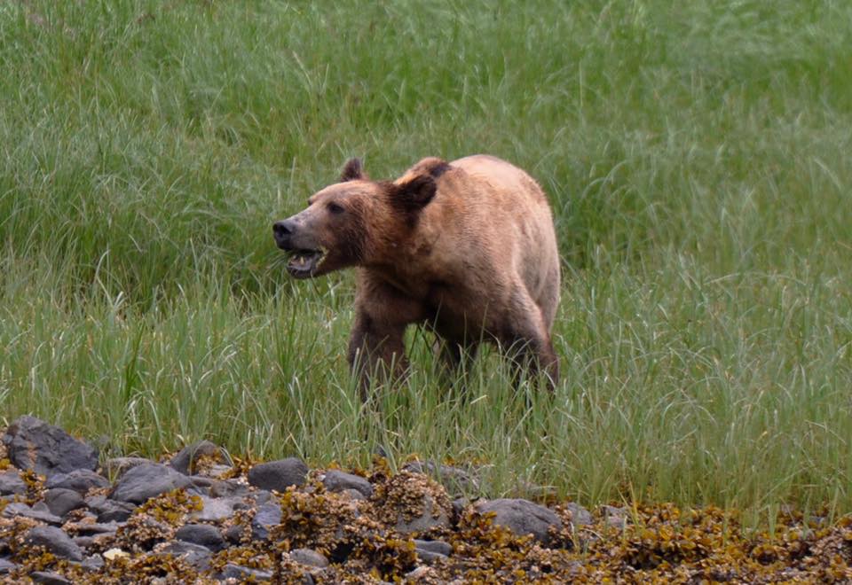 CAMPBELL RIVER GRIZZLY BEAR TOURS CAMPBELL RIVER'S LEADING GRIZZLY BEAR ADVENTURE TOUR COMPANY