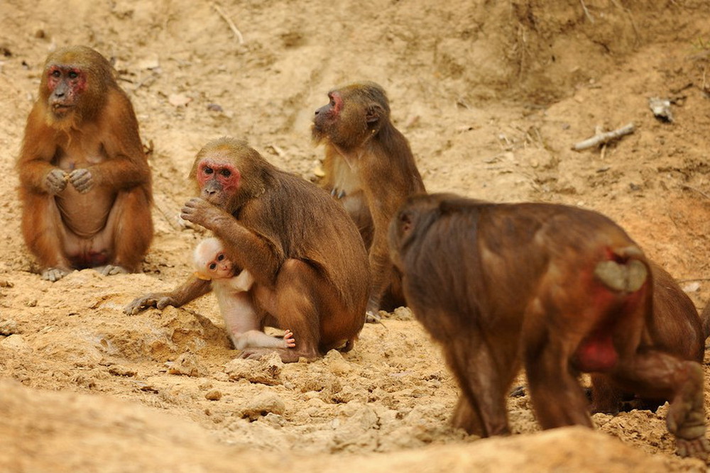 Stump-Tailed Macaques