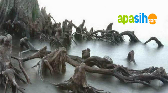 Pohon Paling Aneh Yang Mirip Dengan Manusia Pohon Paling Aneh Yang Mirip Dengan Manusia
