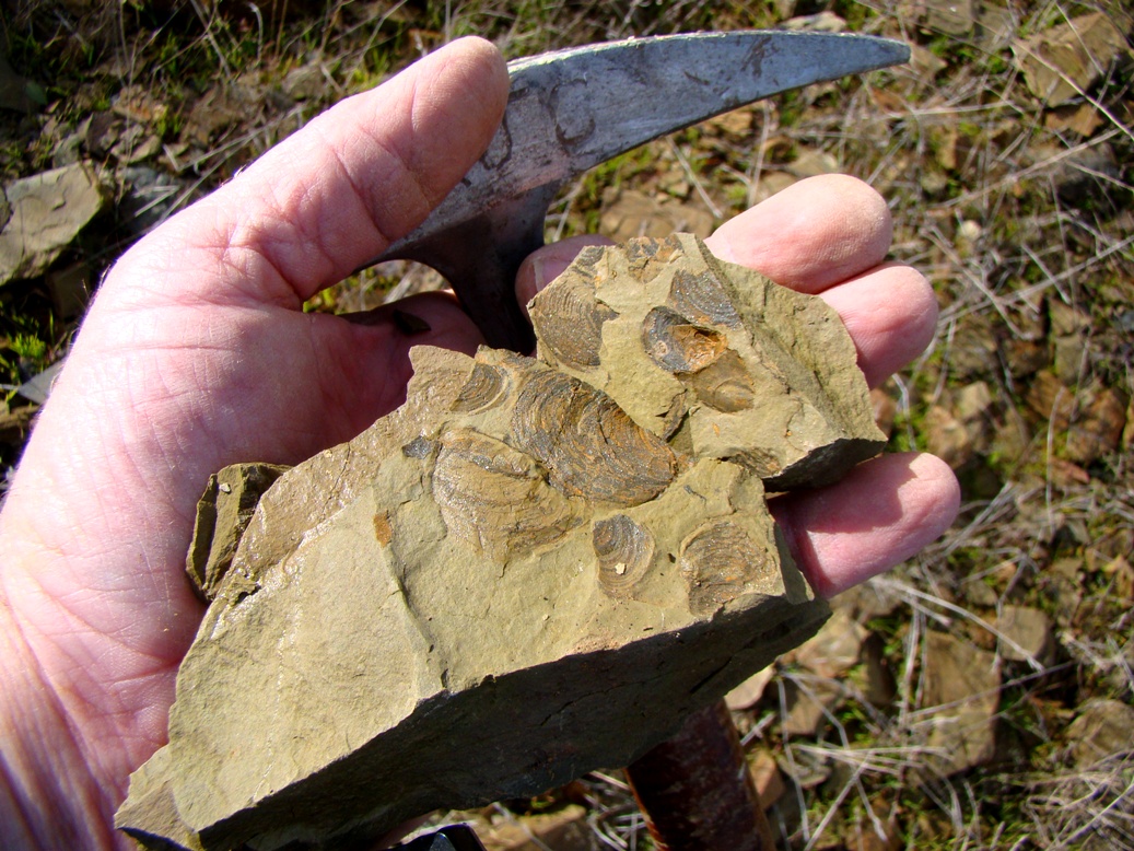 Geotripper Hunting for Fossils in the Sierra Nevada...Wait a Minute