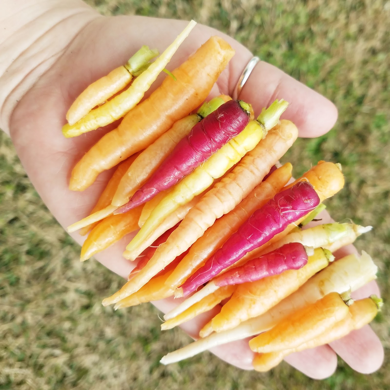 Erin Reed Makes No Sew Felt Carrot Treat Bags Plus Mini Carrot