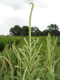 Palmer amaranth