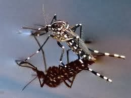 Tegangan Permukaan Zat Cair, Kunci Mengapa Benda Bisa Mengambang ...