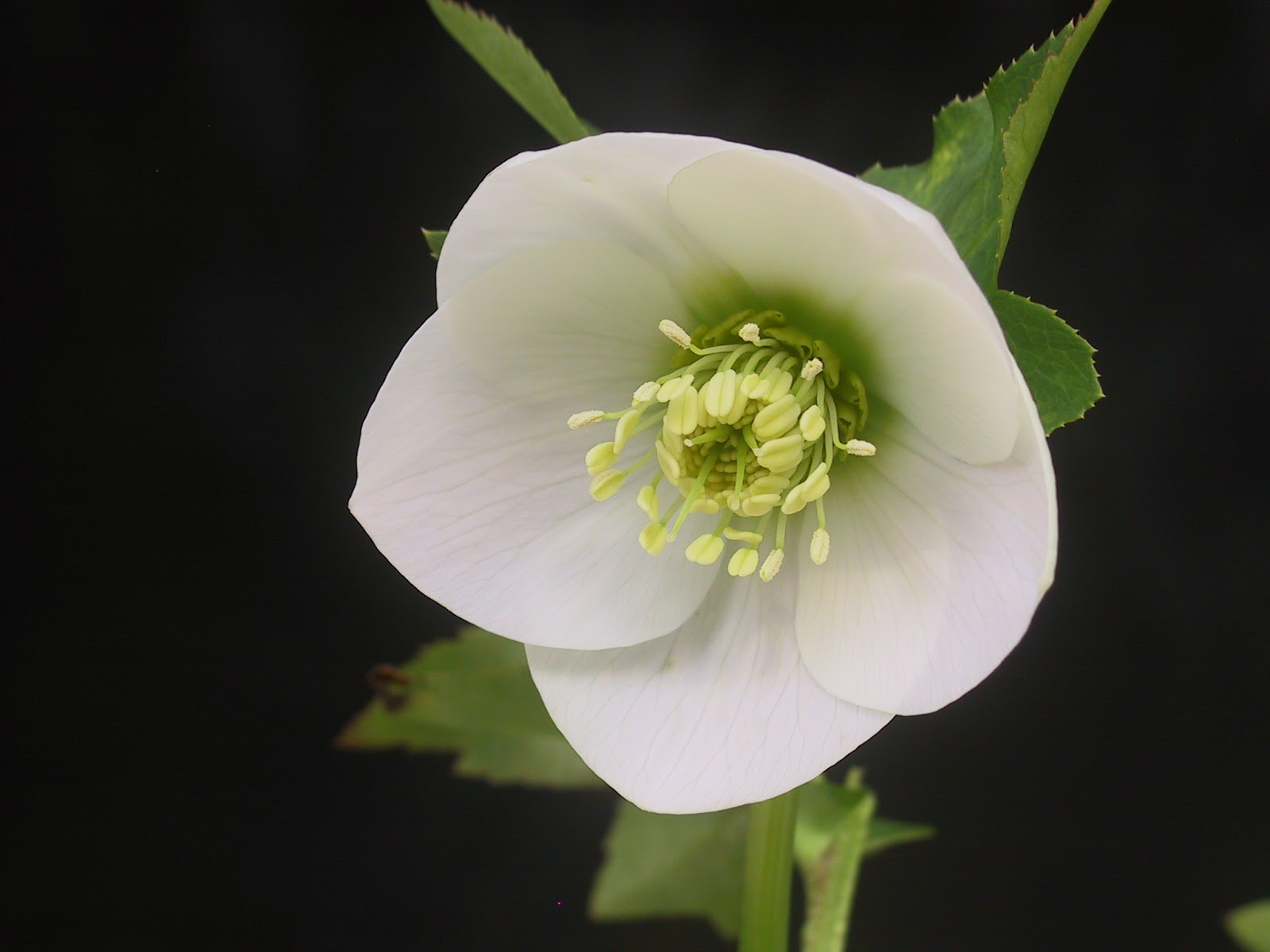 クリスマスローズコレクション花とおしゃべりblog クリスマスローズの種販売開始いたしました