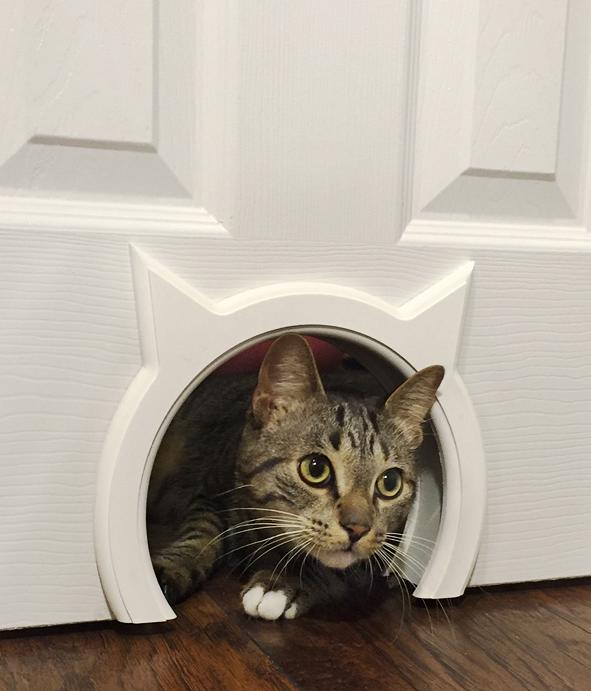 Smart Interactive Cat Toys Smart Interactive Cat Toys