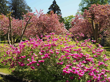 東北+北海道櫻花情報2019(5月24日更新)