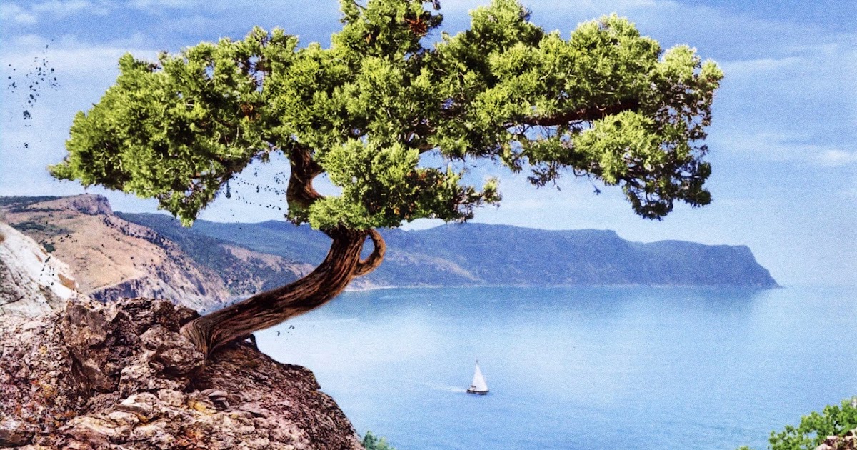 Пол крыма. Сосна мыс Капчик. Чинара у моря. Чинара у моря фото. Сосна мыс Капчик фото.