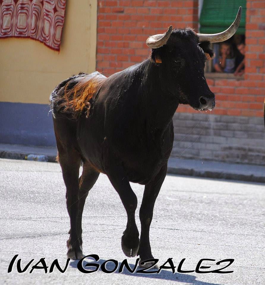 ATAQUINES ENCIERRO POR LAS CALLES 2014 POR IVAN GONZALEZ Almas Taurinas