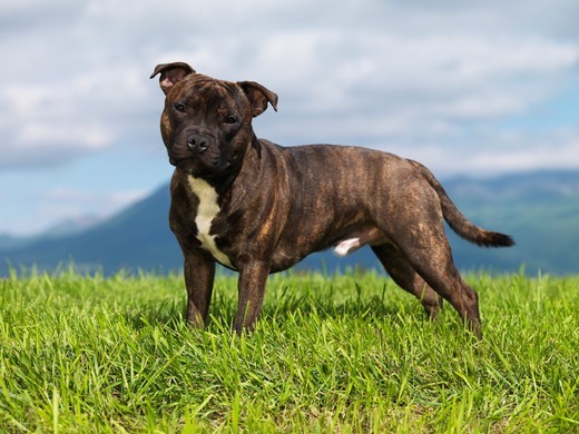 dog-breed-Staffordshire-Bull-Terrier