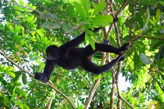 Peruvian Black Spider Monkey Binatang Atau Hewan Langka Di Dunia Yang Terancam Punah