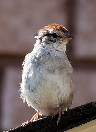 A tiny sparrow perched on the edge of a roof.