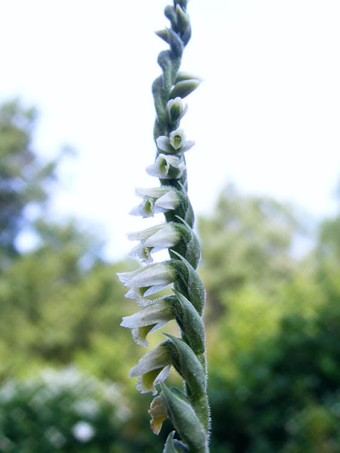 Autumn Lady's Tresses Spiranthes spiralis, Indre et Loire, France. Photo by Loire Valley Time Travel.