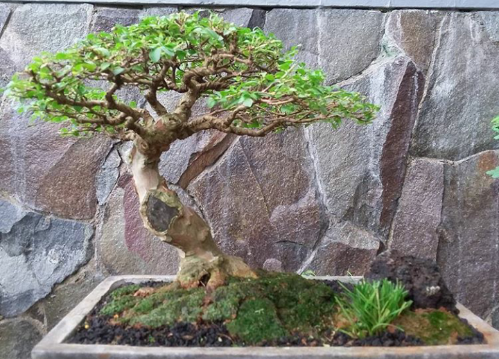 sejarah dan asal usul bonsai jambu biji mini berdaun halus